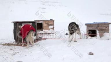 雪橇狗队马拉穆特哈士奇爱斯基摩人在北极休息。